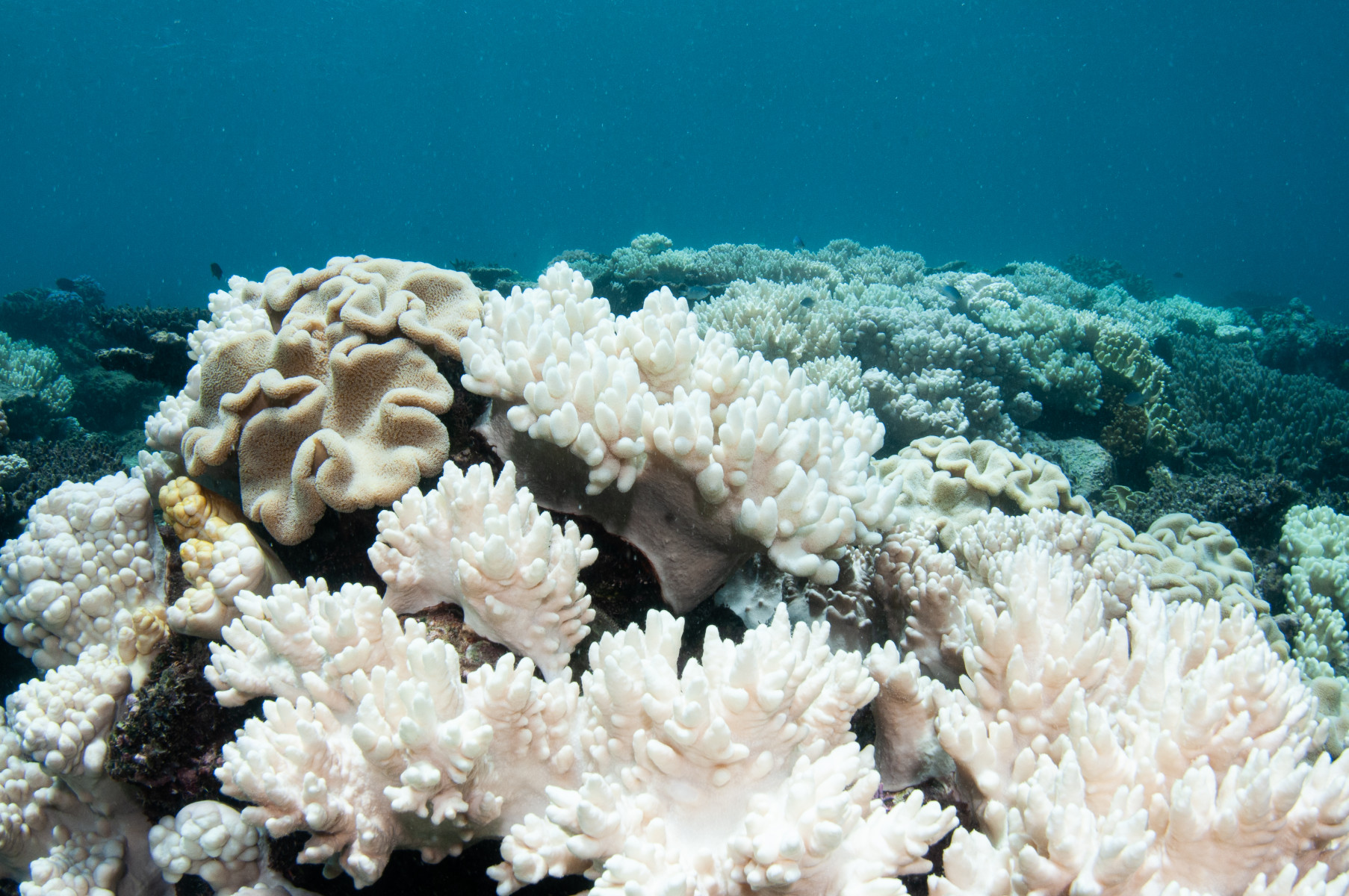 Coral reefs adapting to warming seas
