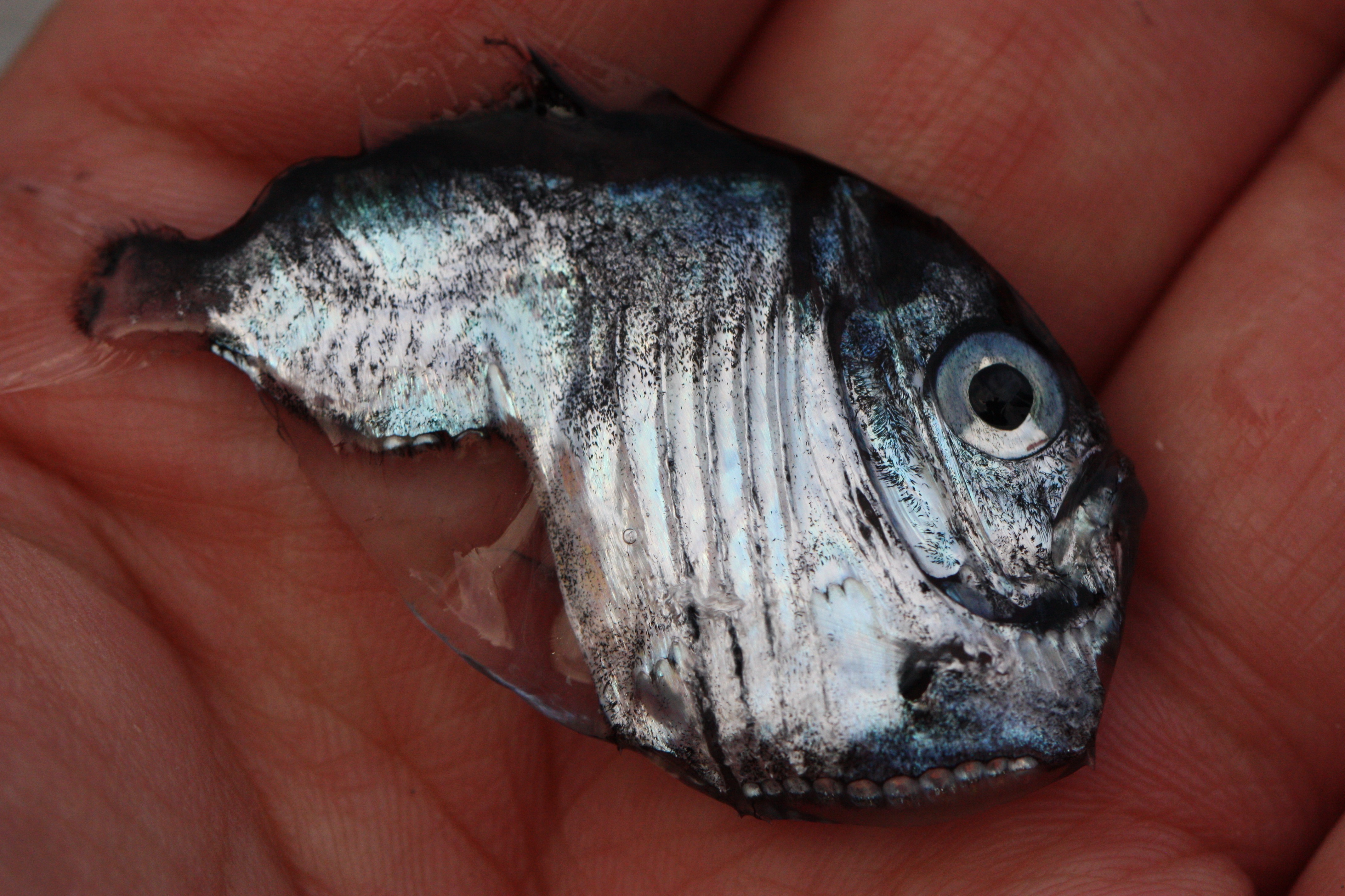 How fishes of the deep sea have evolved into different shapes