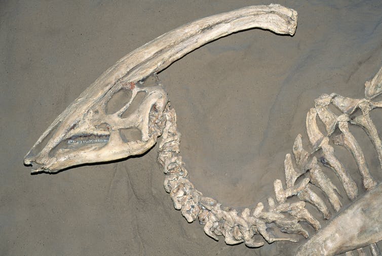 A fossil of the Parasaurolophus dinosaur.