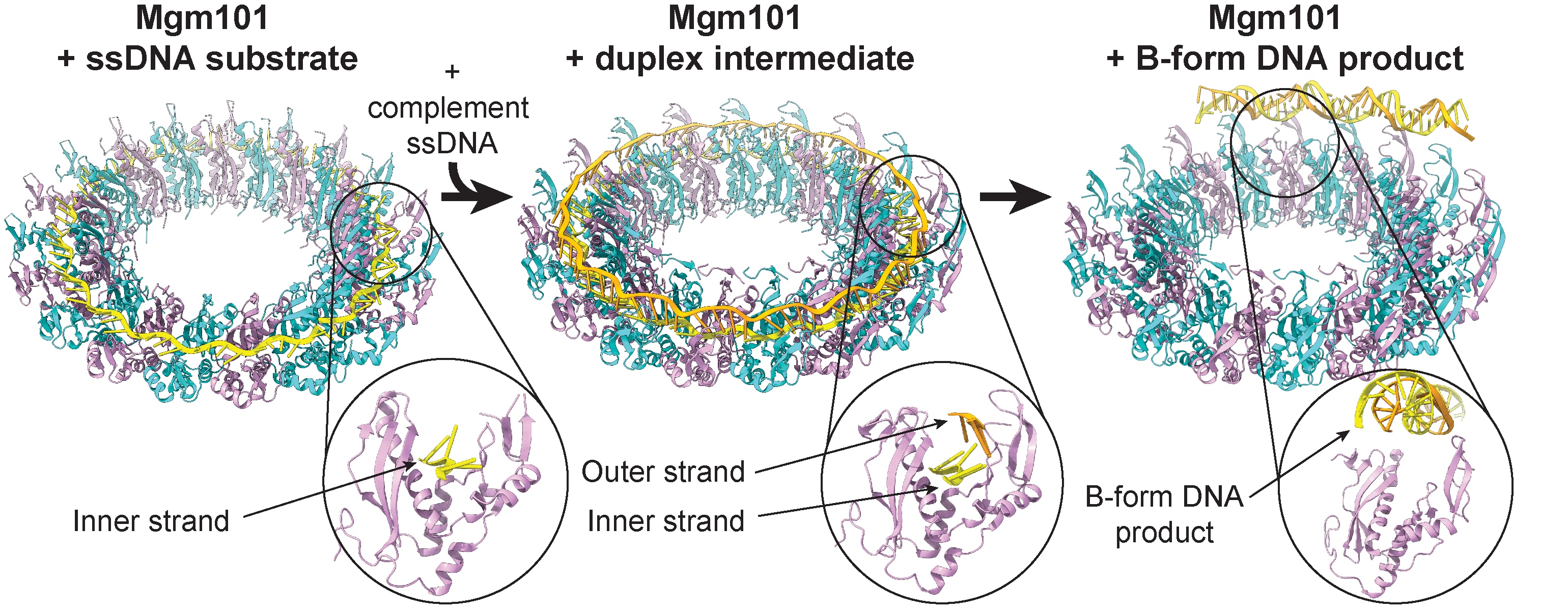 Best snapshots yet of DNA repair protein relevant to BRCA mutations
