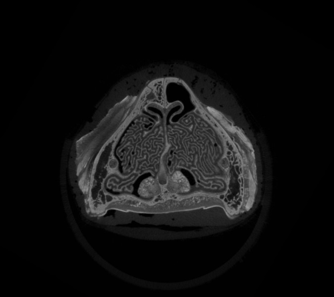 How the cat nose knows what it’s smelling