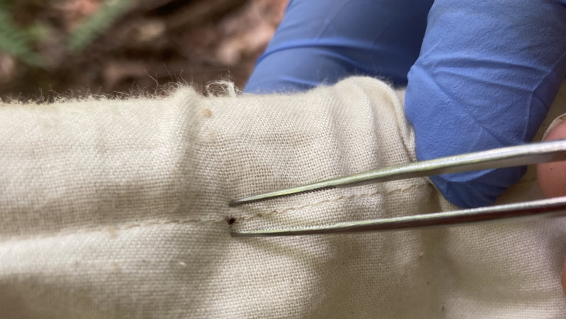 A juvenile (nymph) blacklegged tick is collected from a drag cloth. Photo: Risa Pesapane