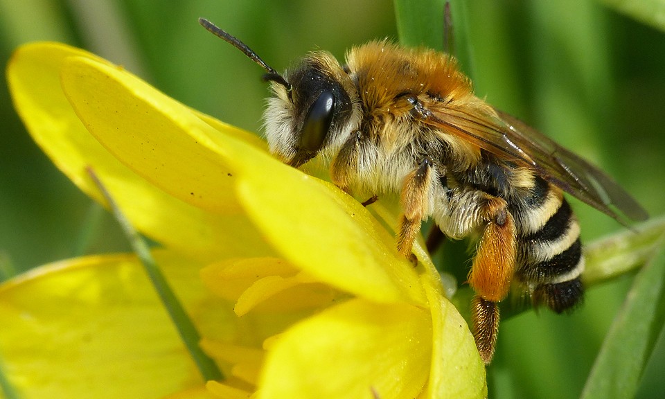 Er is hoop voor de wilde bij!