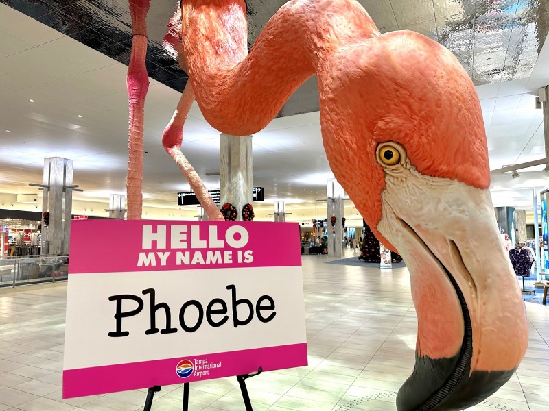 Phoebe 3