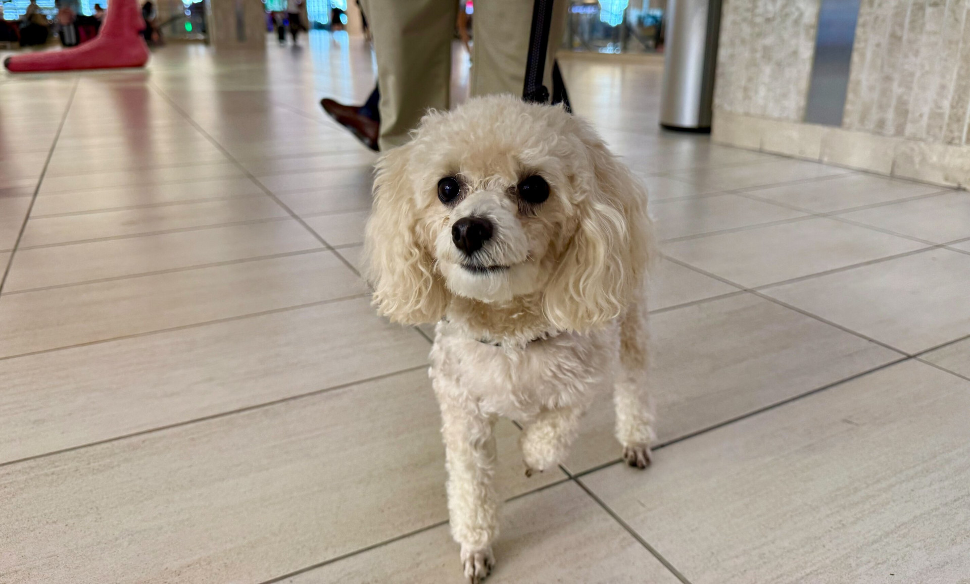 Tips for traveling safely with pets at TPA