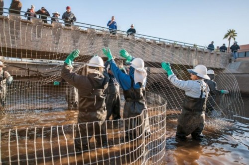 Image of workers fish herding in the canal.