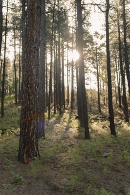 Baker Thinning Project HFI (7)