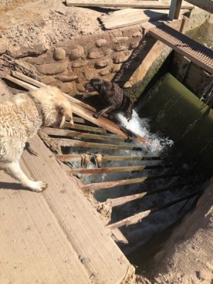 SRP Zanjero rescues dogs from lateral grate in Laveen