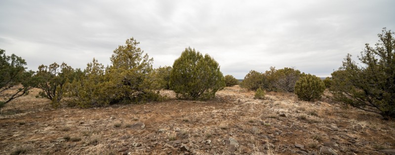 Hardscrabble Thinning Project Feb. 2022
