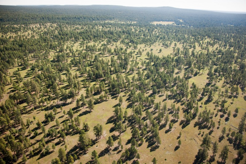 Healthy Forest Initiative example of healthy forest