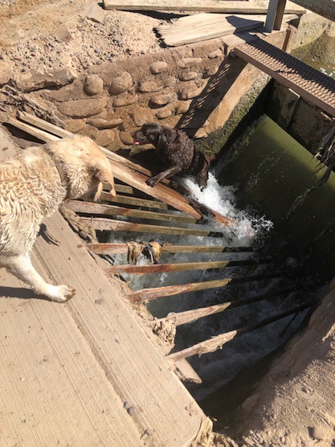 SRP Water Employee Rescues Dogs Trapped in Canal System