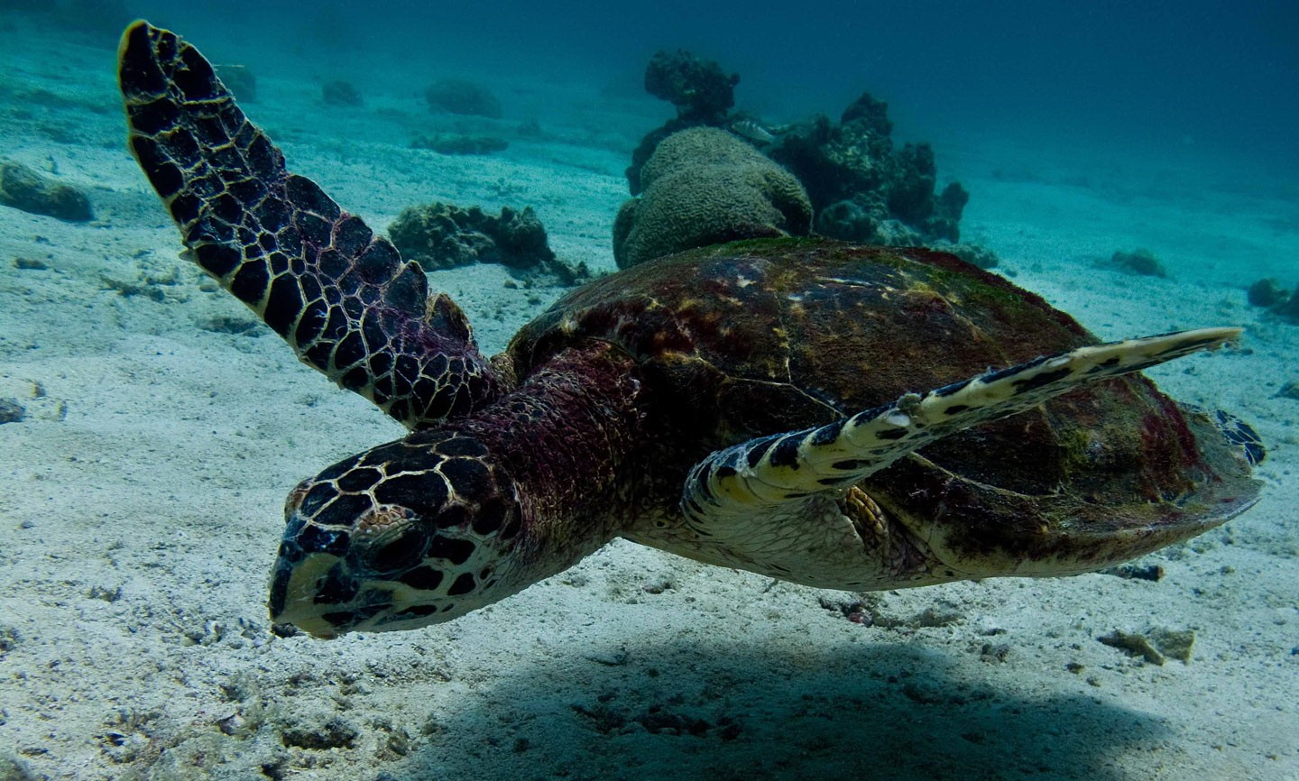 Der Coronavirus Lockdown Hilft Thailands Seltenen Leatherback Schildkroten