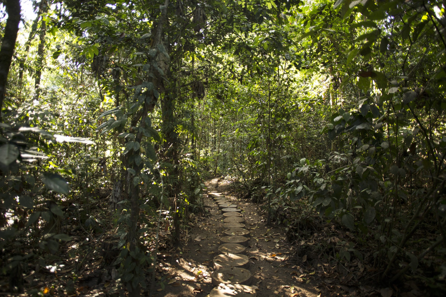 Jungle tour at Inkaterra Reserva Amazónica Jungle tour at Inkaterra Reserva Amazónica