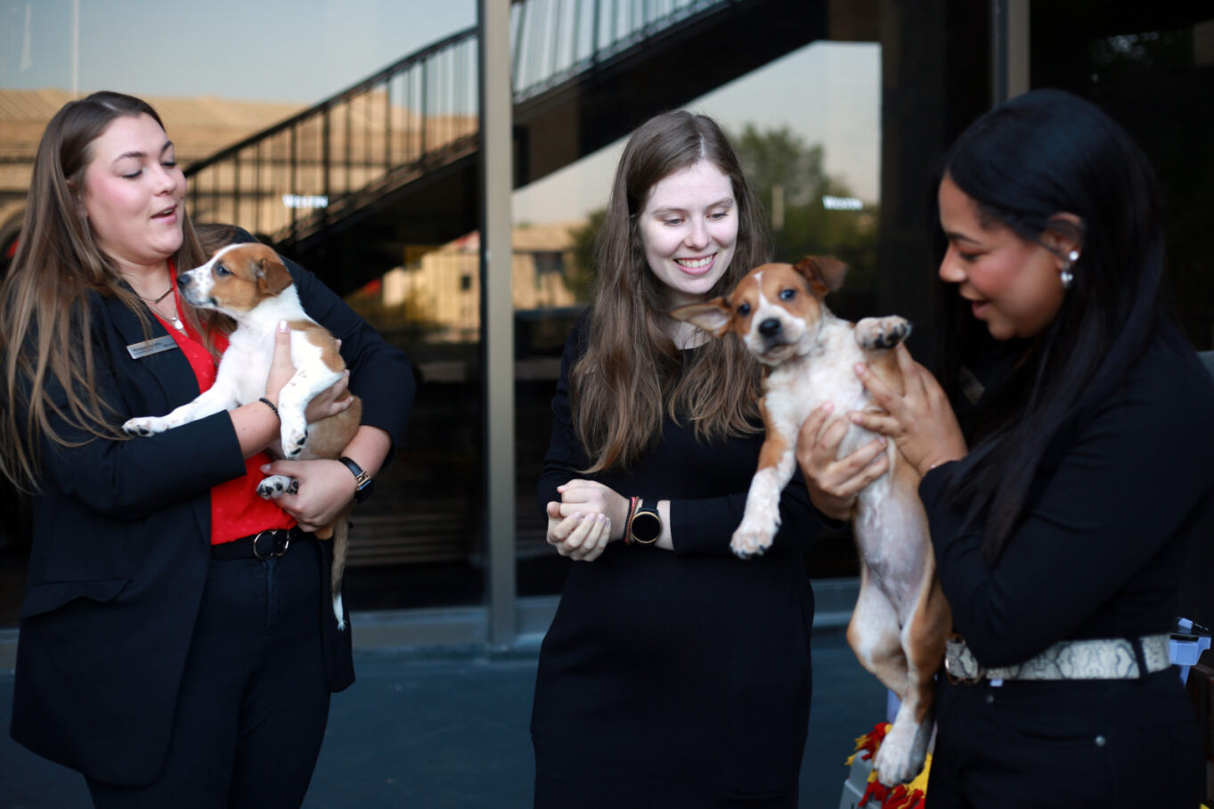 2023_YLS dogs