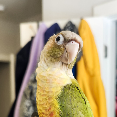 Mochi The Captain of Chaos (Salt Lake City, UT)