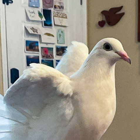 Luna Dovegood (Citrus Heights, CA)