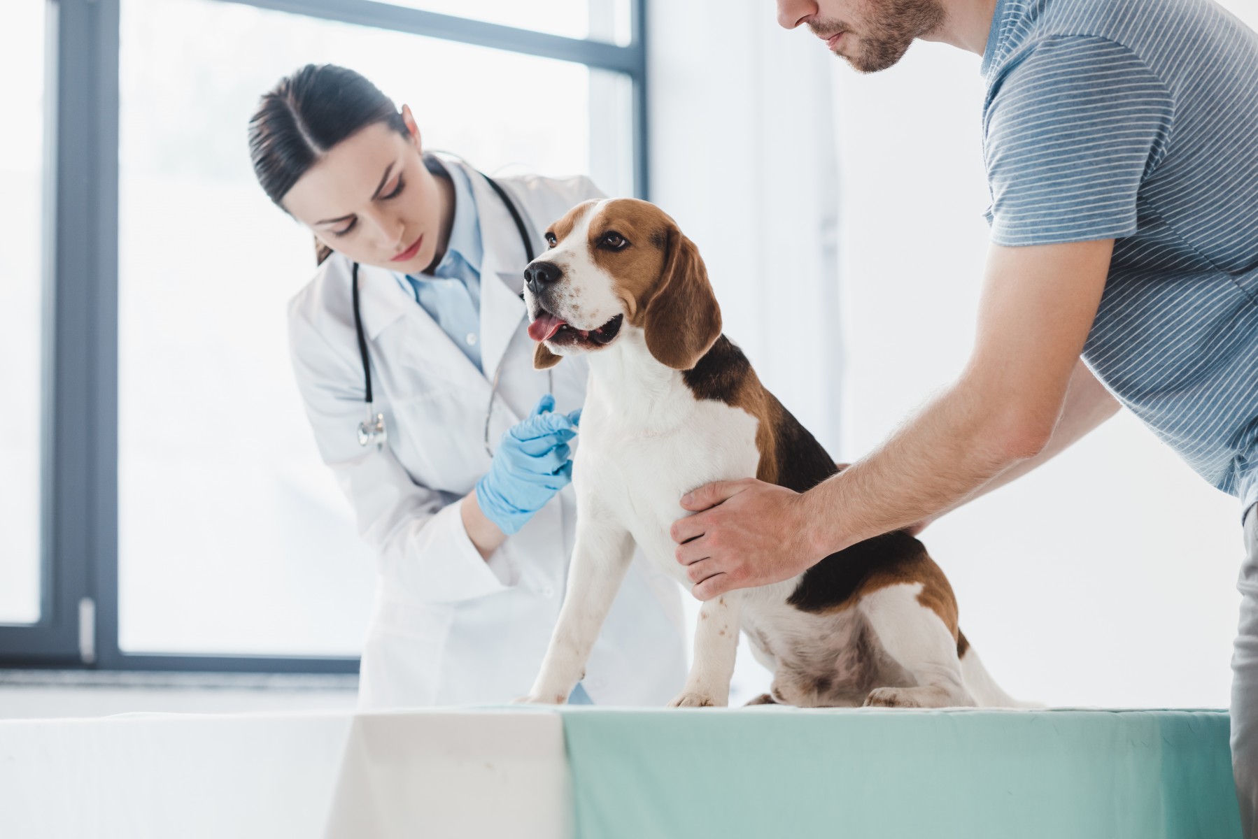 Nationwide® offers insights, supports research during Pet Cancer