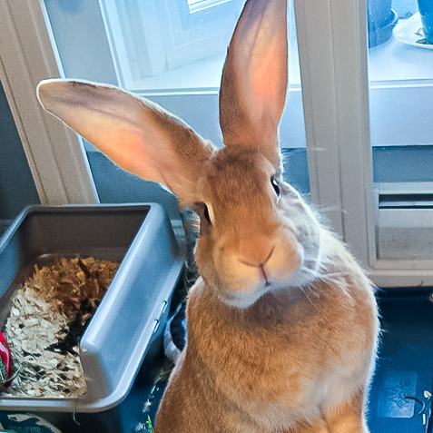 Sergeant Major (SGM) Booplesnoot (Middletown, CT)