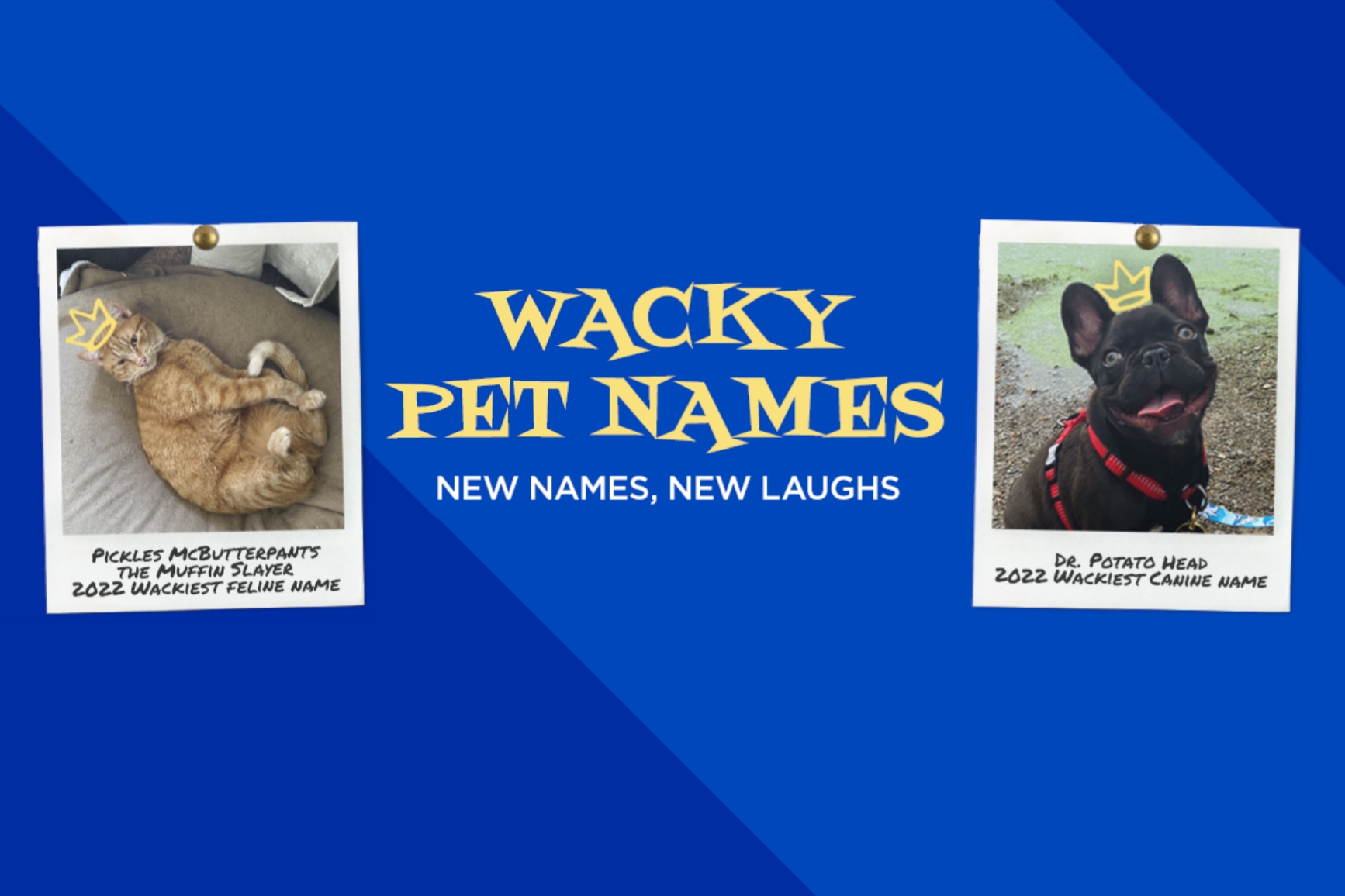 Nationwide highlights furry, feathery and scaly friends with Wacky Pet