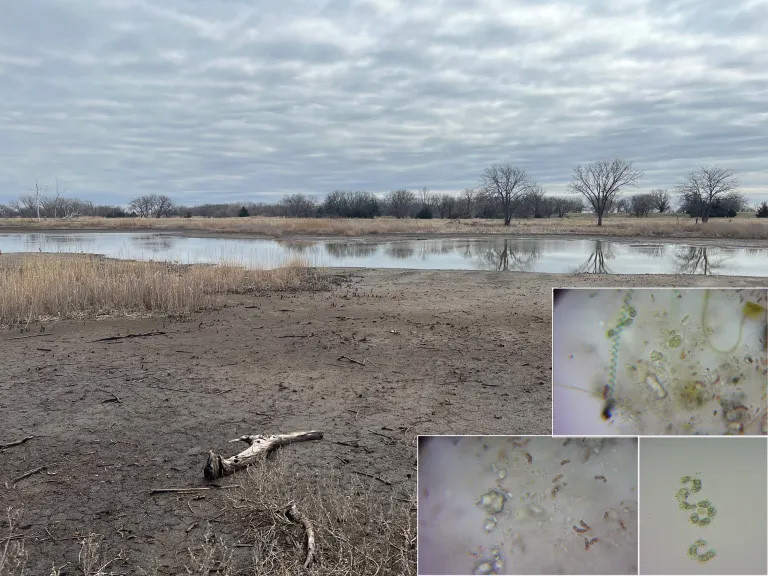 NE-Salt-Marsh-March-2024_combo