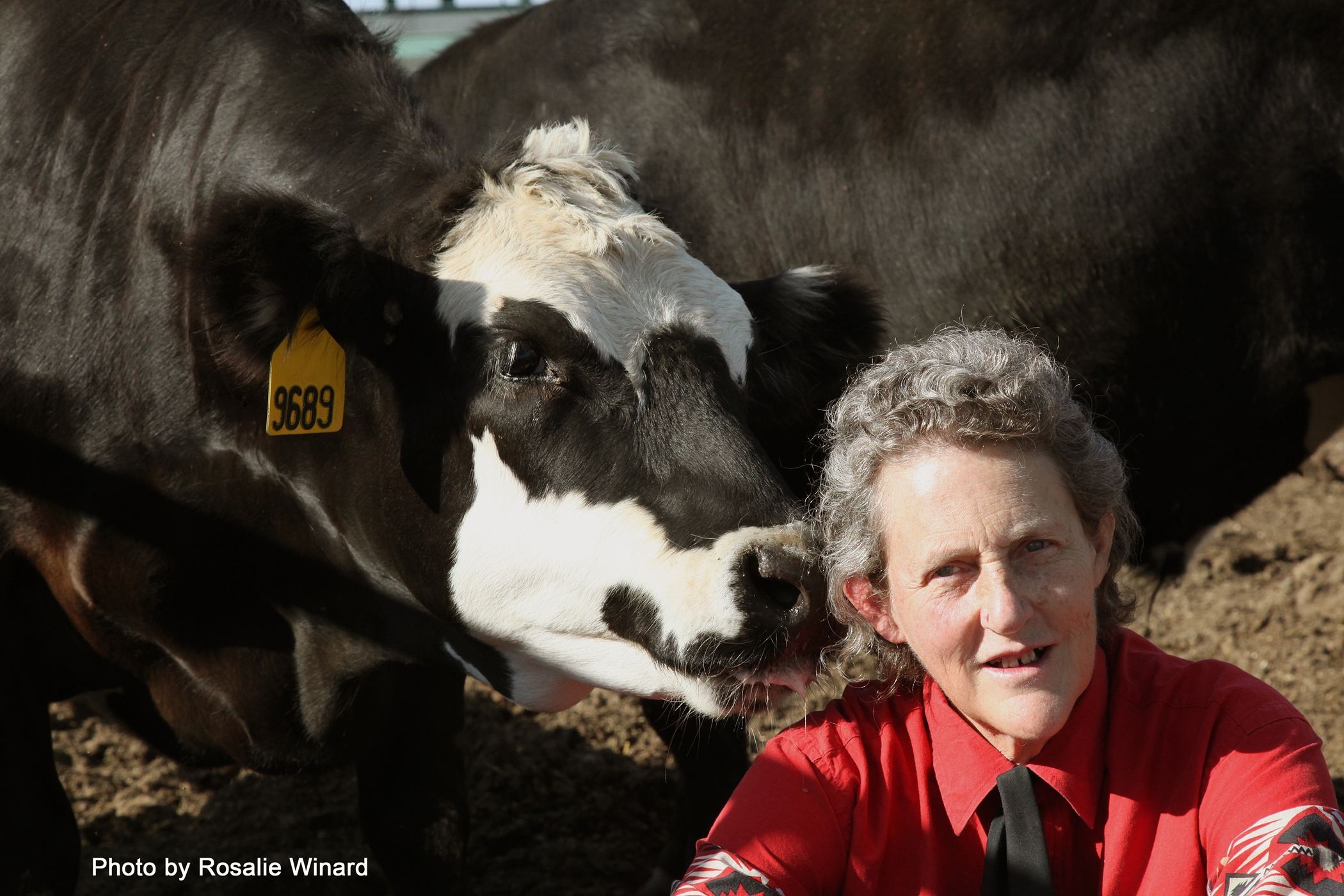 Grandin-Temple Cow
