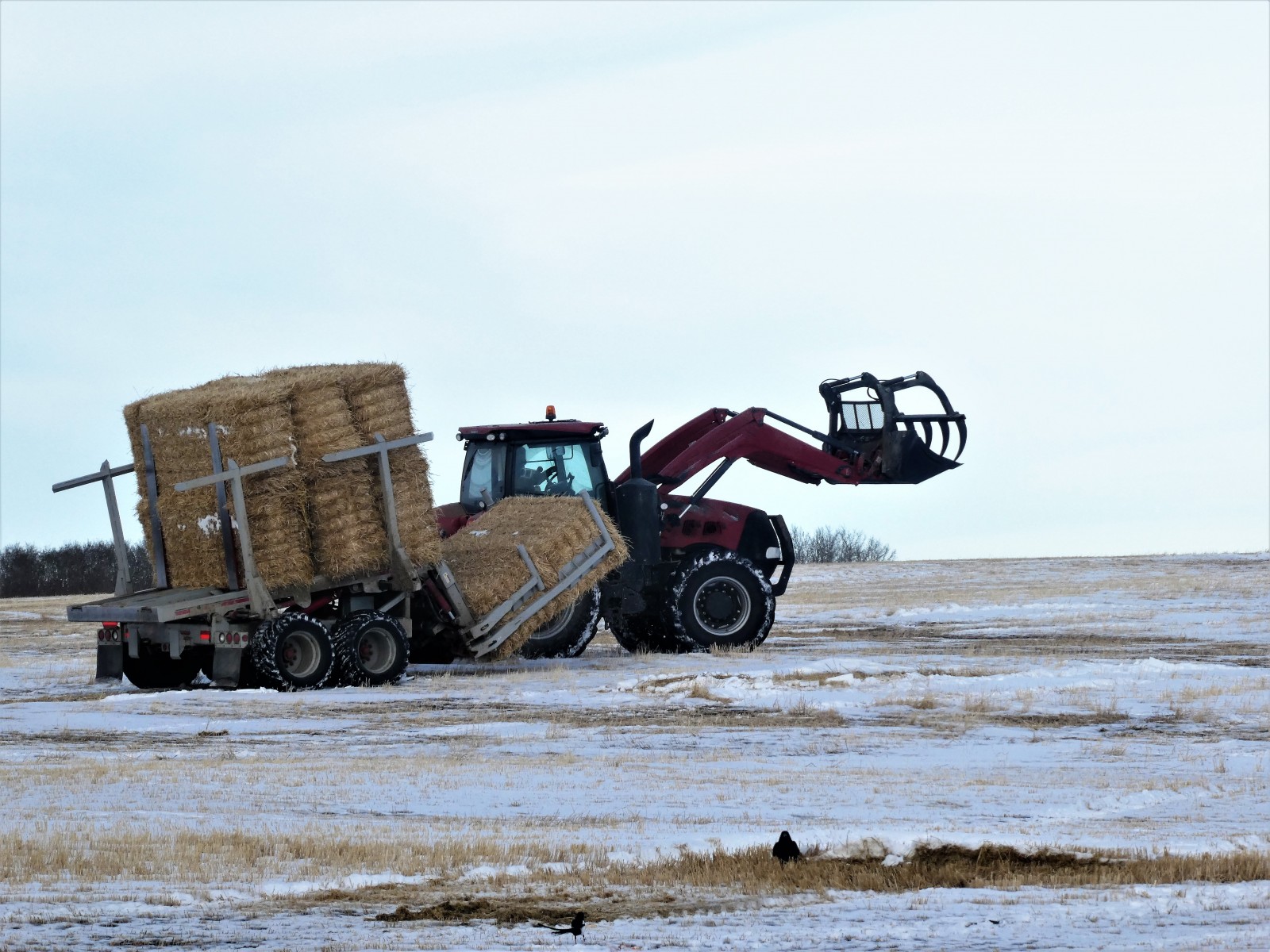 Gathering Hay Bales with a Tractor in Winter for Cattle Feeding and Sales