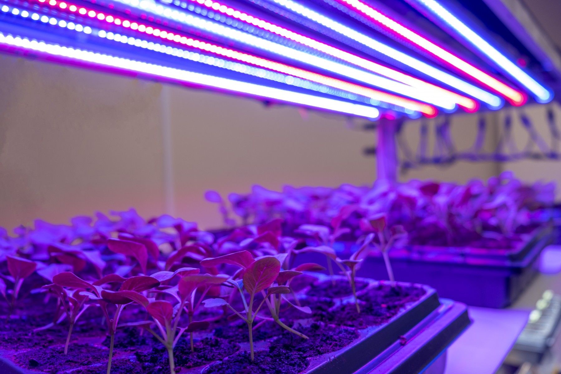 2021 0202 NUS researchers identify micro-organisms that could help vegetables grow better_2 2021 0202 NUS researchers identify micro-organisms that could help vegetables grow better_2