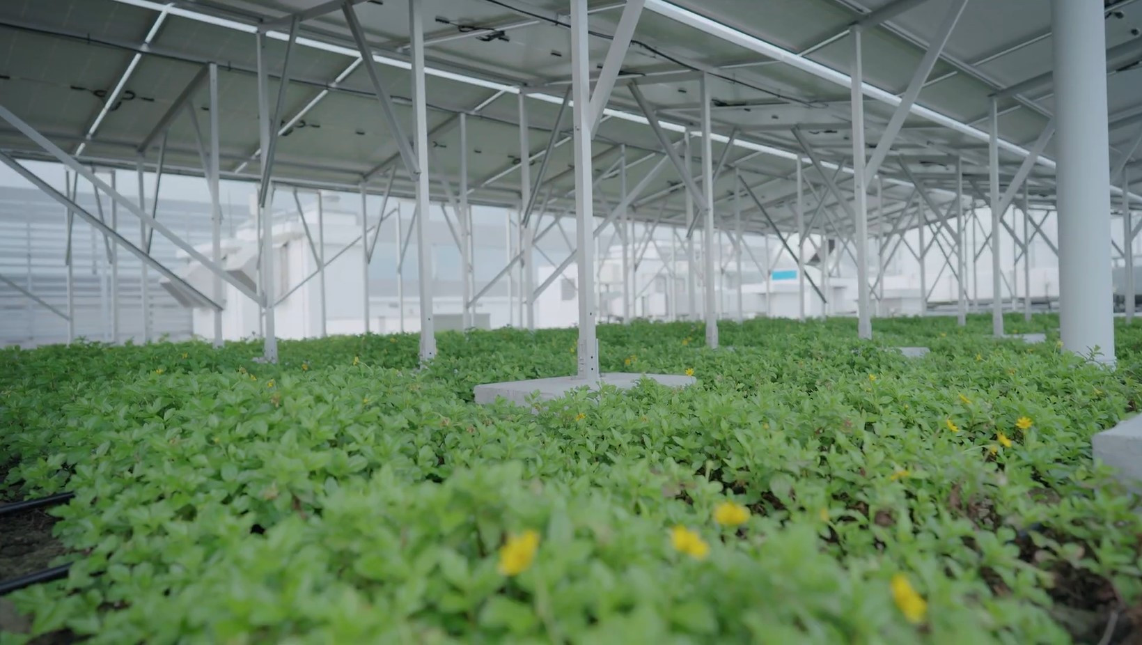 緑の屋上と太陽光発電パネル：建物所有者にとっての最強コンビ（Green roofs and solar panels: A winning combo for building owners）