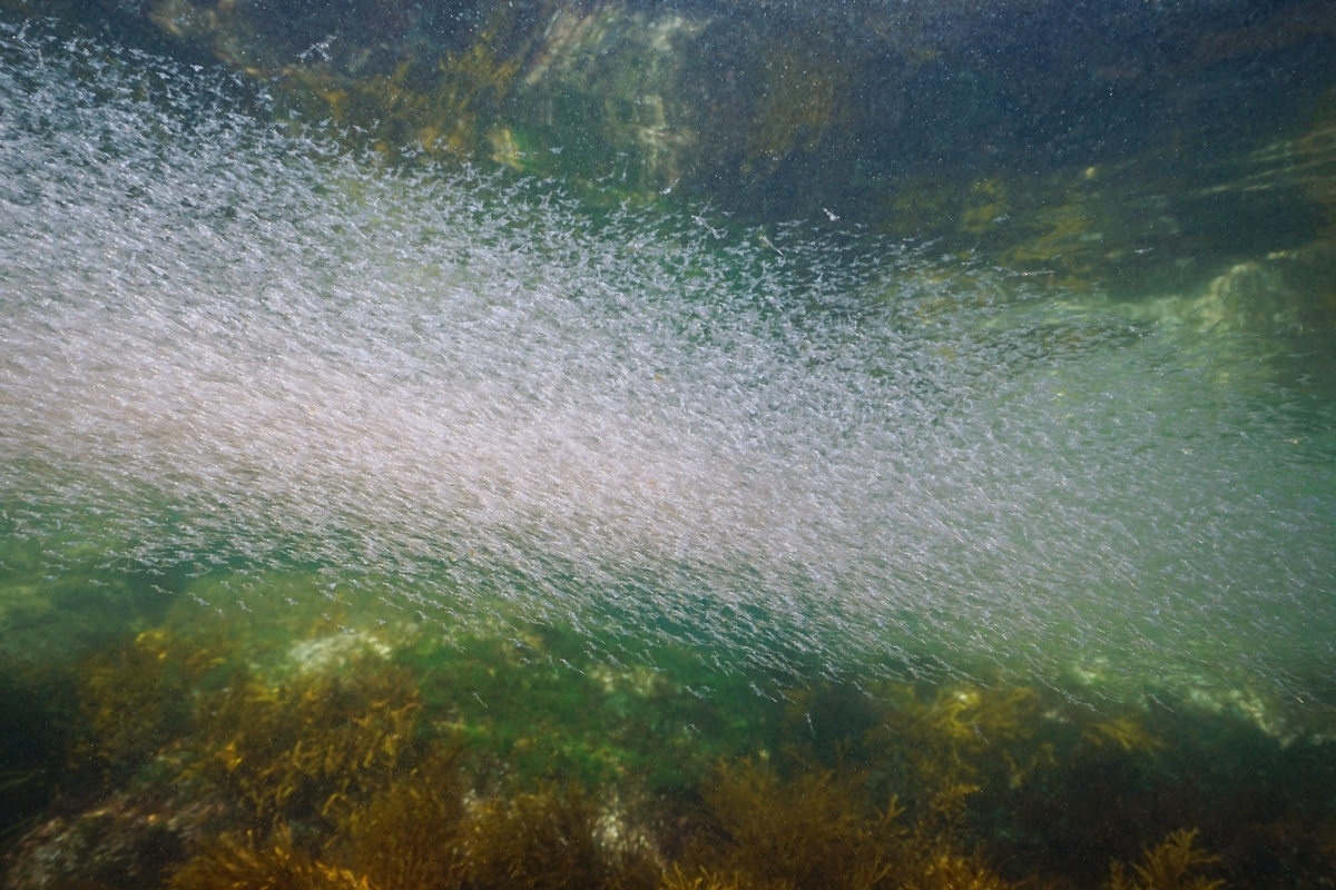 Tiny Swimmers, Big Impact: Pitt Professor Wins NSF Grant to Study Ocean Mixing
