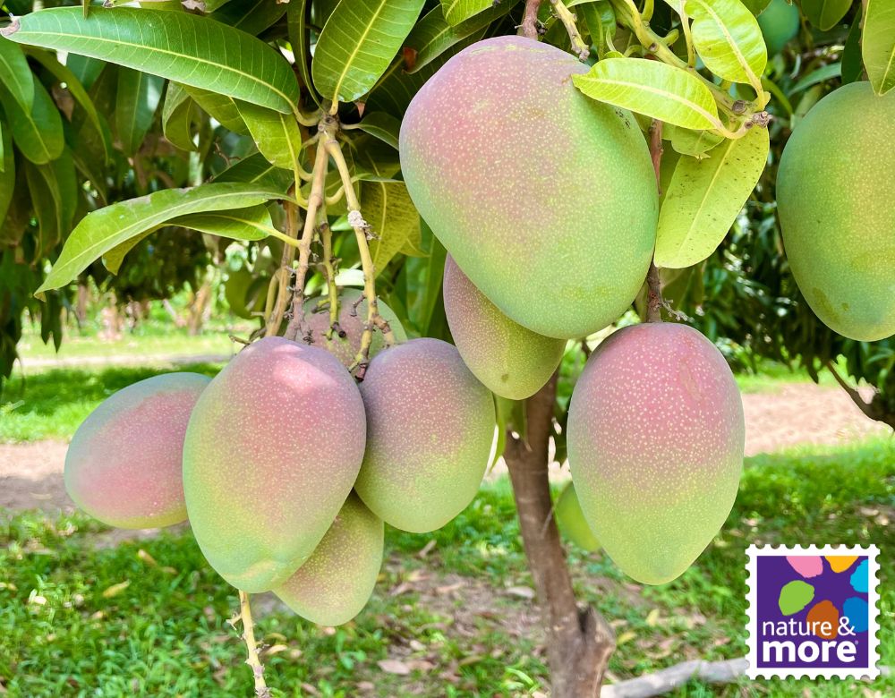 Organic Kent Mango from Peru