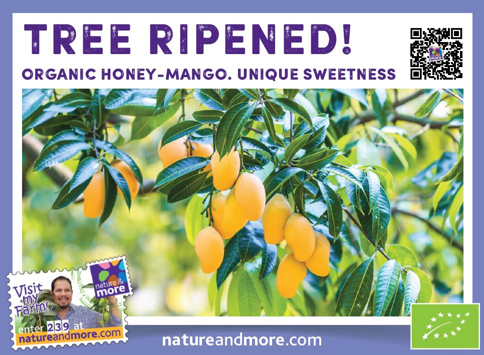 Honey Mango from Ecuador tree ripened