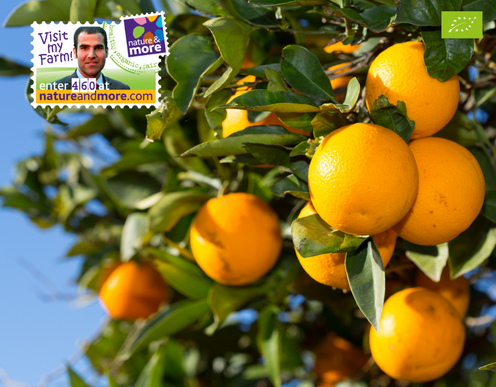 Product of the week Valencia Oranges from Egypt