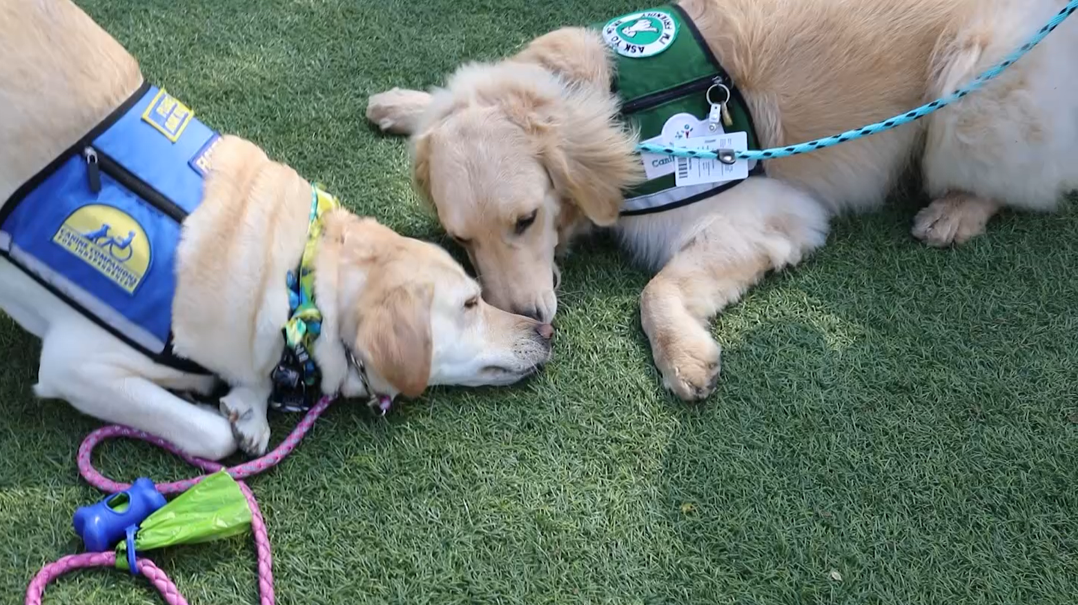 facility dogs