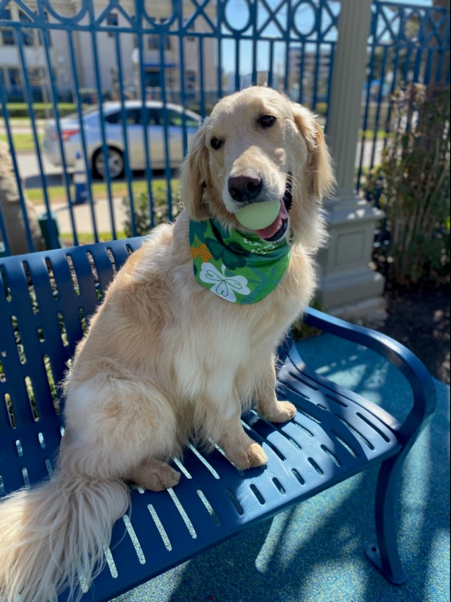 st patrick's day dogs 2