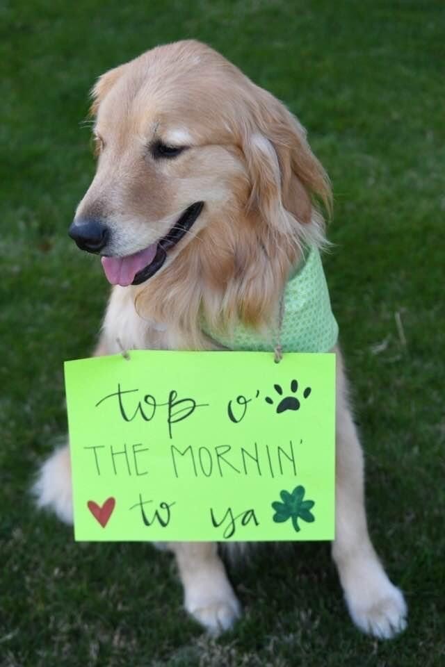 st patrick's day dogs 3