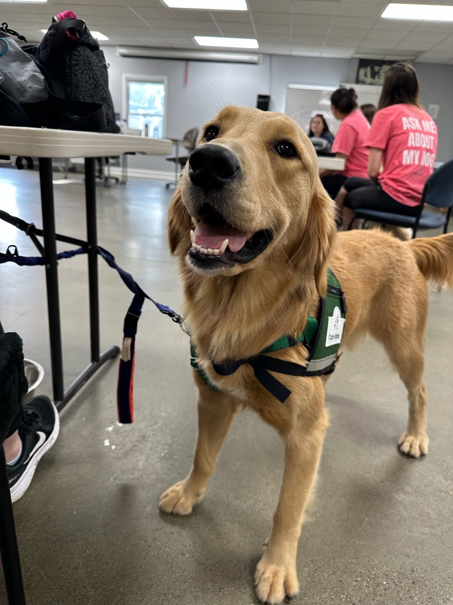 Meet Cayenne Our New Sit...Stay...PLAY Facility Dog