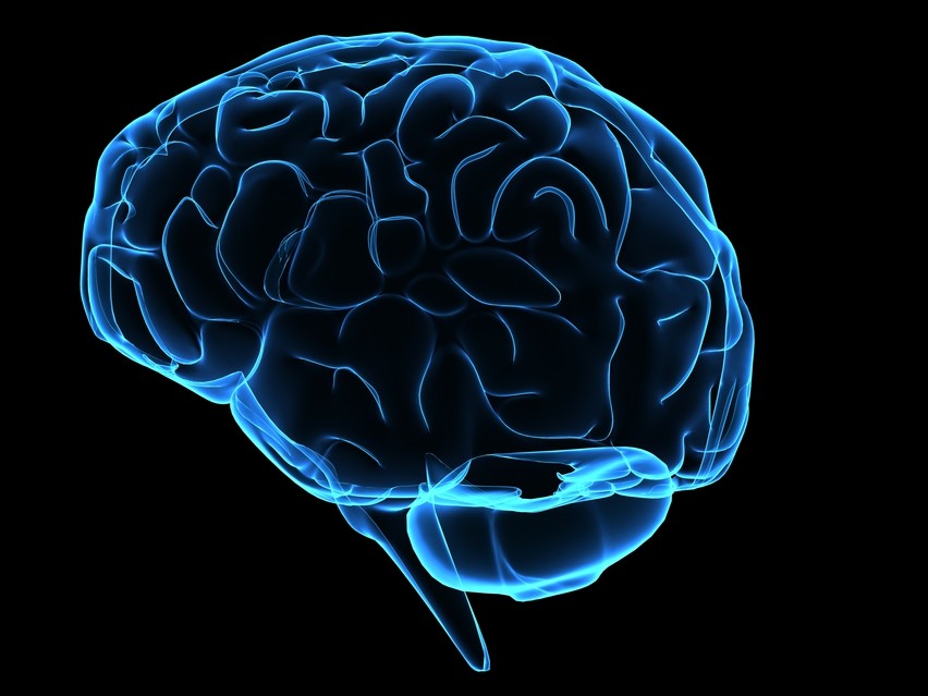 brainimages