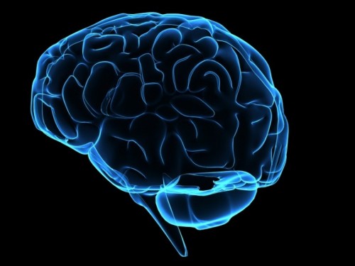 brainimages