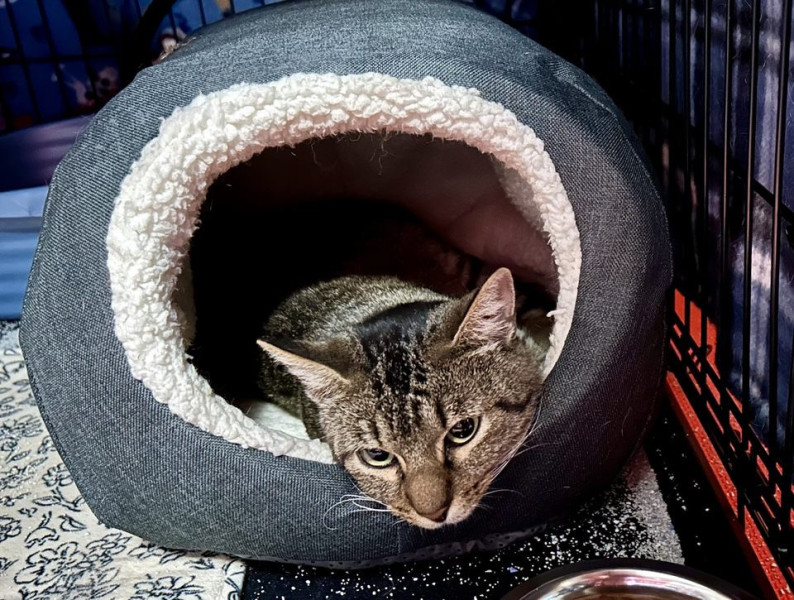 Peaks_Cat08