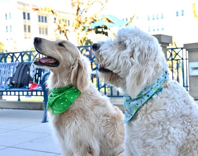 st patrick's day dogs