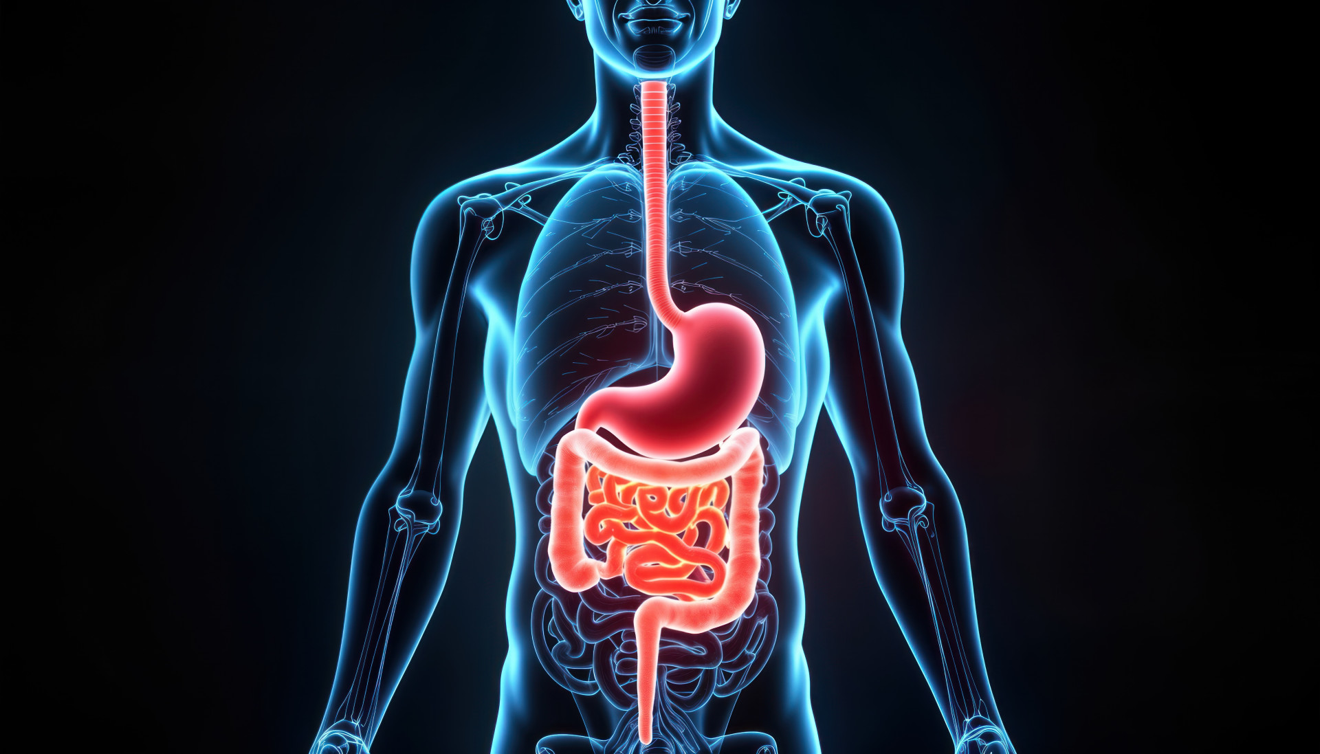 Digestive System AdobeStock_1209006257