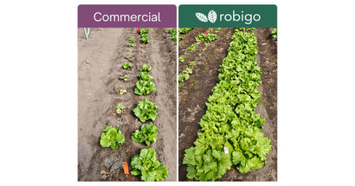 Robigo and Leaps by Bayer Announce Series A Financing to Advance Engineered Biologicals That Protect Yields and Reduce Costs