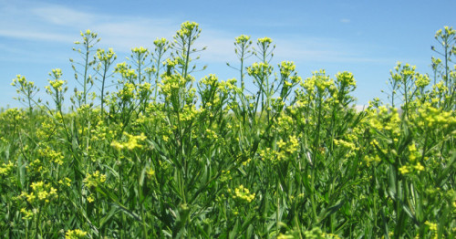 Bayer and bp form strategic alliance to jointly scale camelina as intermediate crop for biofuels