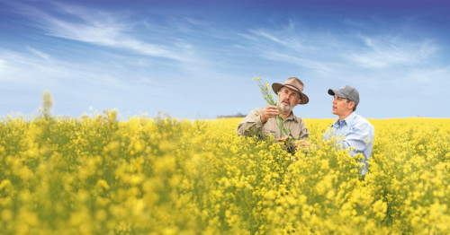 Bayer and Neste close commercial agreement to jointly scale newgold® winter canola for biofuels production