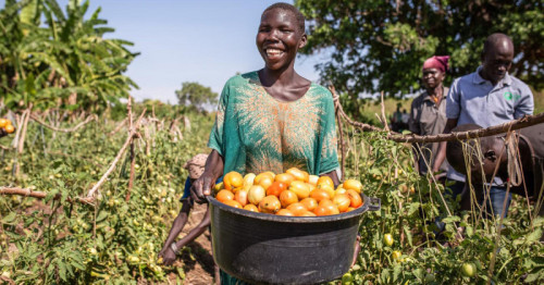 Bayer Foundation and the UN Capital Development Fund announce inaugural investments of the Food Systems Innovation Finance Facility in agri-businesses Omia and SokoFresh