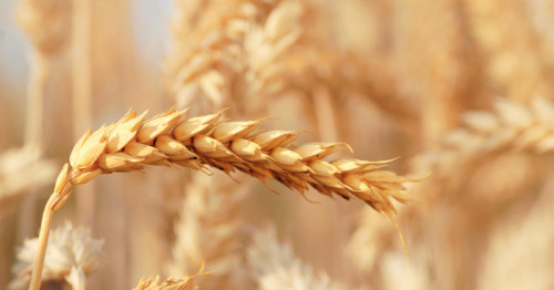 Bayer signs licensing agreement with RAGT and begins broad hybrid wheat commercialization by early 2030s