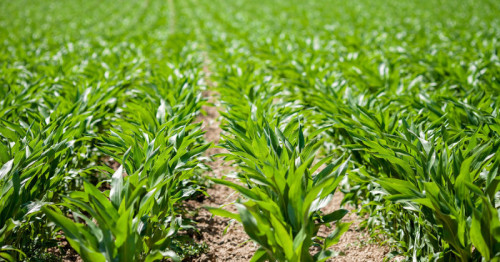 Bayer Group to consolidate U.S. glyphosate business into distinct entity operating as Ruveon