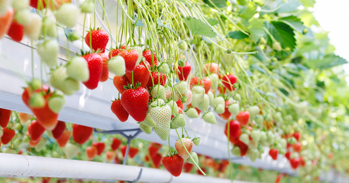 Bayer to launch innovative strawberry variety