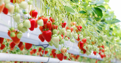 Bayer to launch innovative strawberry variety