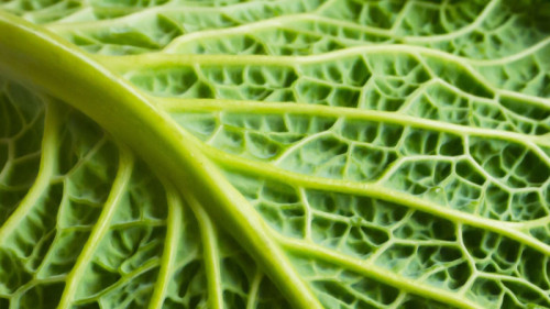 Ahold Delhaize share buyback update March 24, 2026